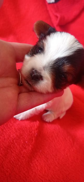 Yorkshire Terrier Biewer