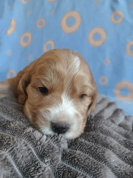 Suczka Cocker Spaniel Angielski