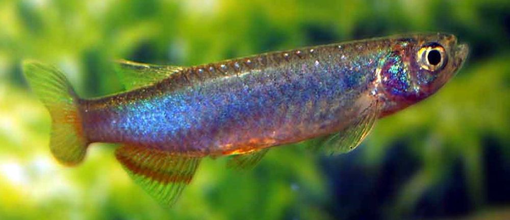 Danio roseus - Danio rosea - dowozimy do klienta, wysyłka cala Polska