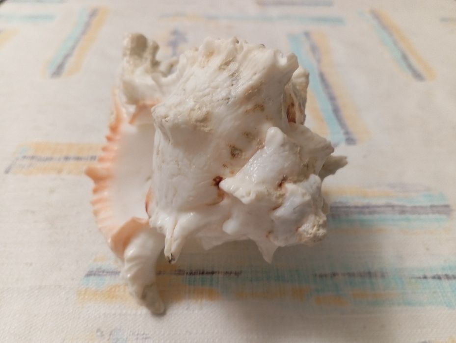 Duża muszla rozkolca (Murex ramosus, Chicoreus ramosus)