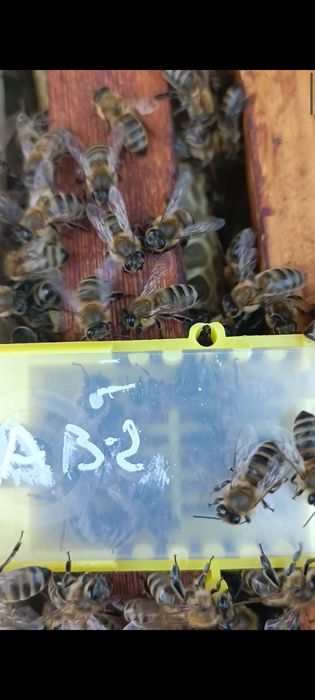 Продам бджолопакети