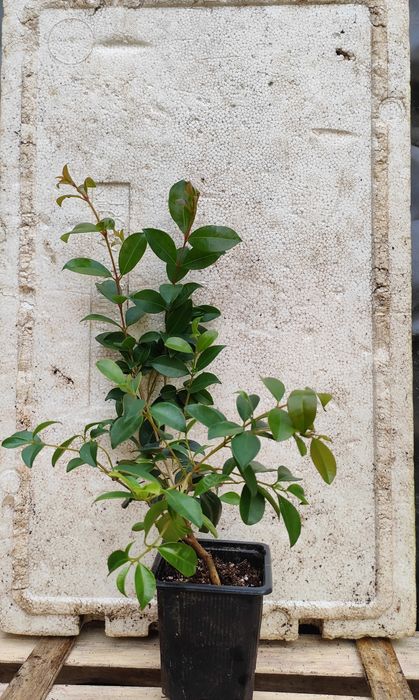 Eugénia Myrtifolia Newport