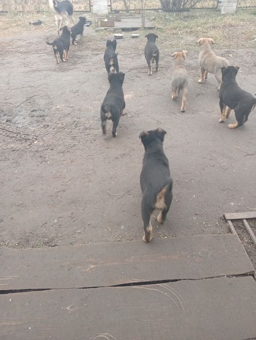 Віддамо цуценят в добрі руки