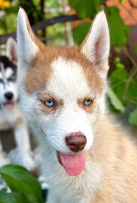 Husky Syberian SUCZKI