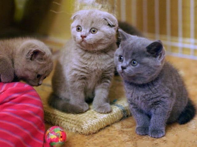 Шотландские котята.