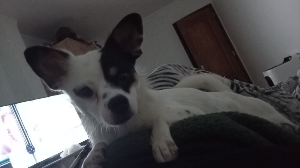 Caozinho para adoção