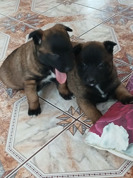 Szczenię owczarek belgijski malinois
