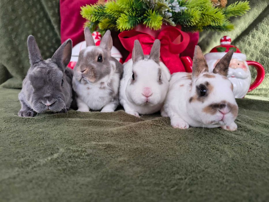 Karzełek rex samczyki i samiczka