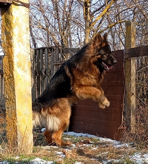 Німецька вівчарка в'язка