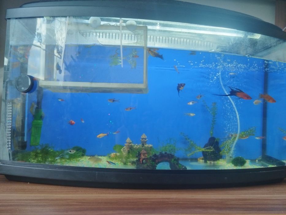 Sprzedam rybki małe i duże