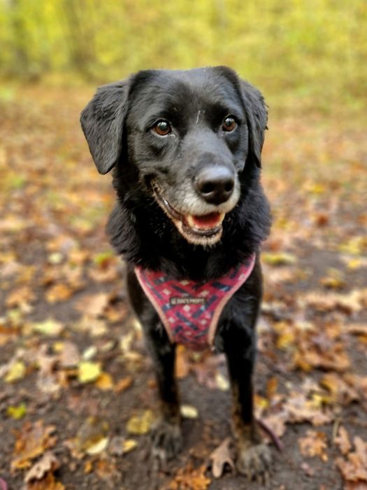 Labradorowaty psiak czeka 6lat na dom