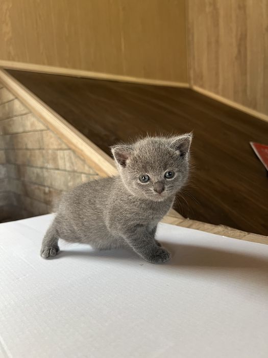 Віддам кошенят (2  дівчинки 1 хлопчик)