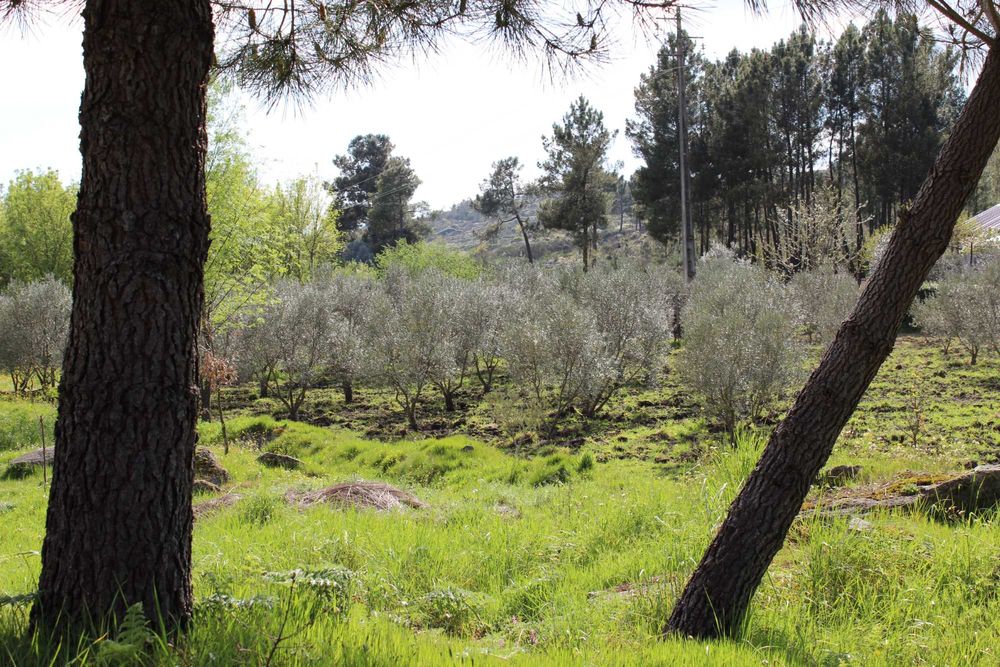 Terreno 53.265 m² com casa de granito, Olival DOP/DOC