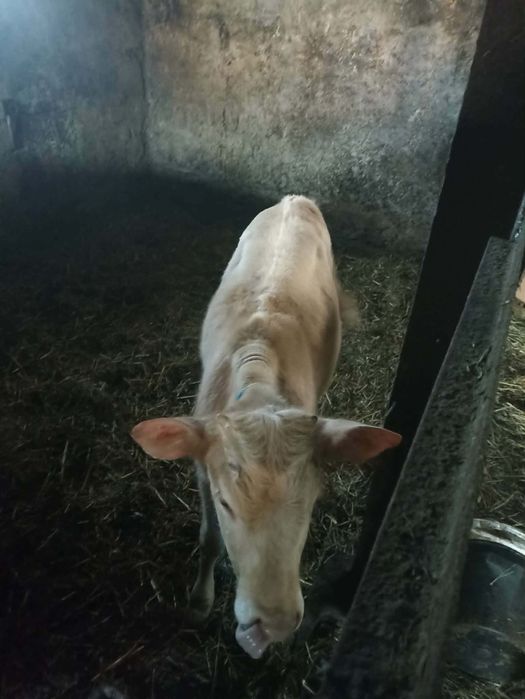Sprzedam 2 jałówki mięsne za 3500 zł za jedną