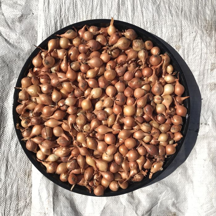 Лук севок   (тиканка, арпажик, димка)