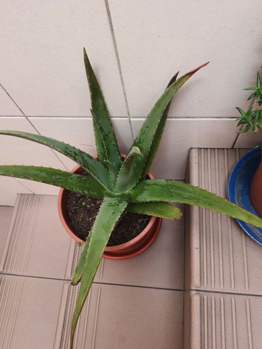 Plantas  com vaso a 8€ cada