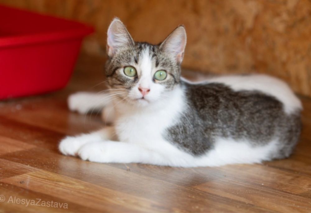 кошечка Джусі 1 год, котенок милота, красивая молоденькая кошка