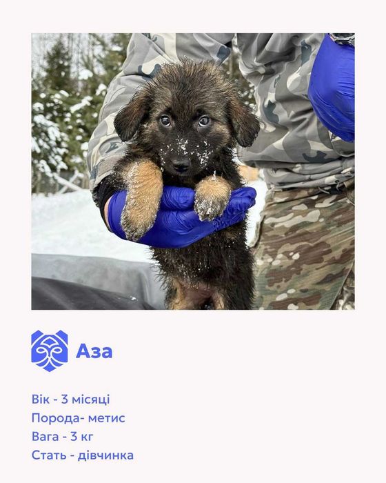Цуценята-метиси шукають домівки.