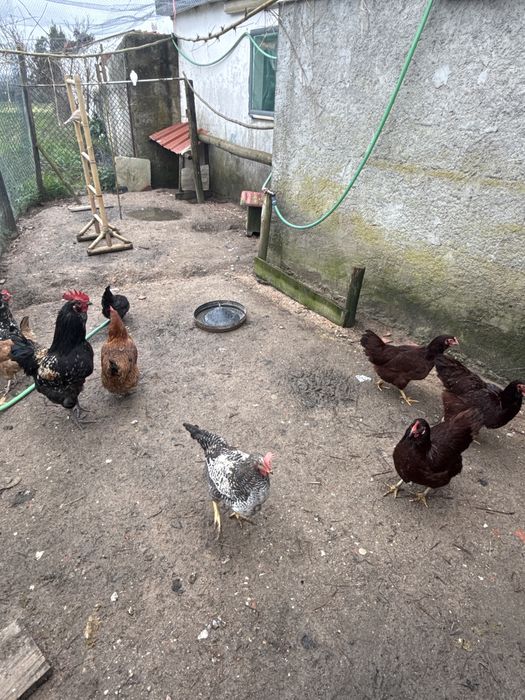 ovos de galinhas raças cruzadas