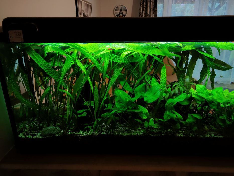 Cryptocoryne zielona i roślinki