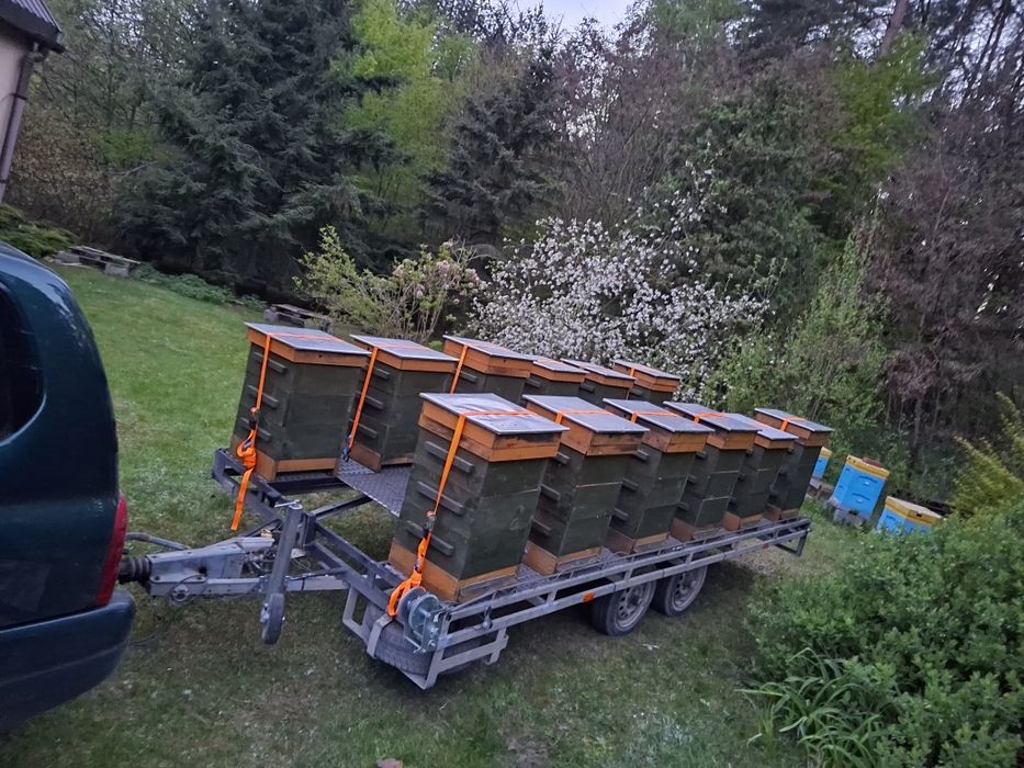 Barć dla pszczół. Kłoda bartna, ul ozdobny.