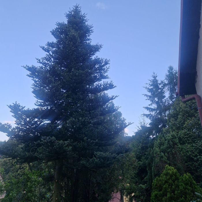 Choinka drzewo ogród do palenia