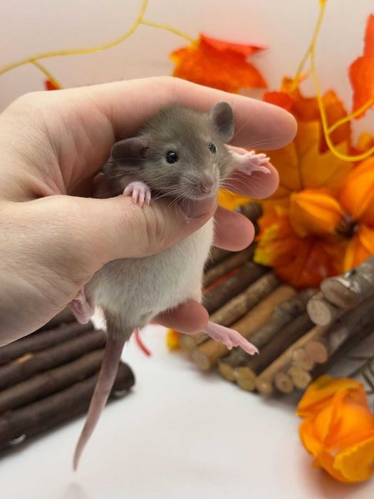 Крисята, криски, пацючки, пацюк, щурик