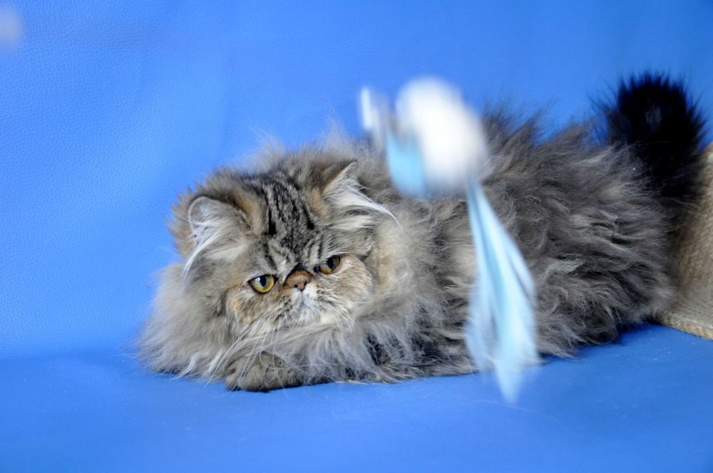 Персидская девочка экстримального типа с личиком бэби фейс