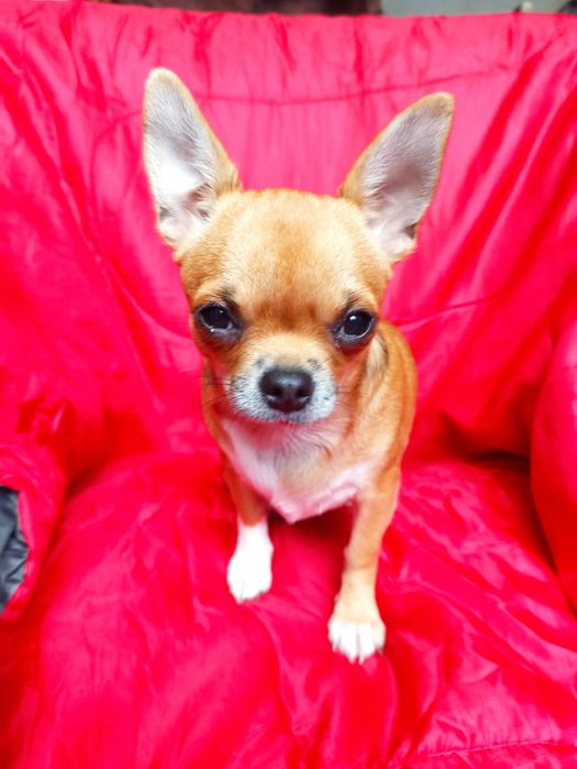 Chihuahua szczenięta sunia