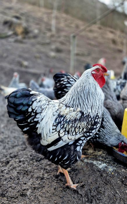 Півники "Віандот-срібло".