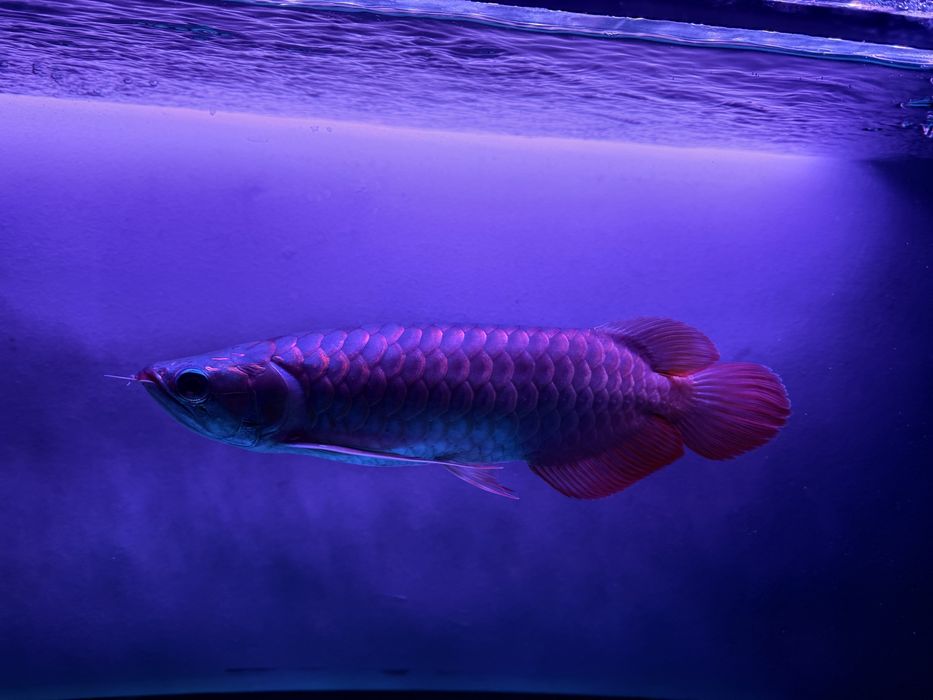 Aruwana super red