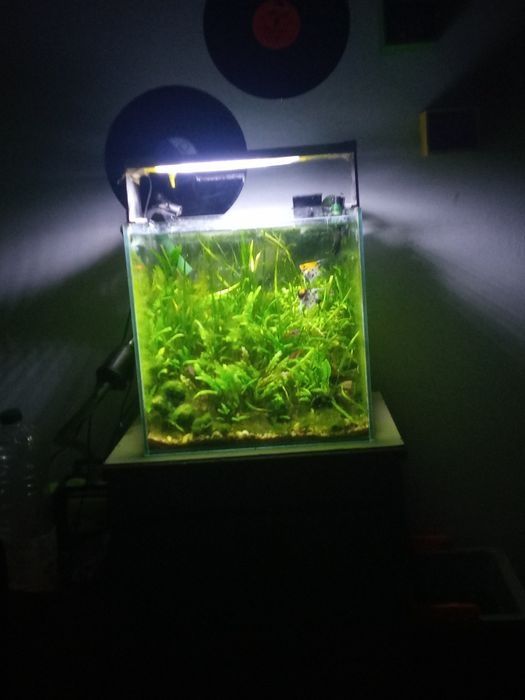 Akwarium Kostka 40x40 64l