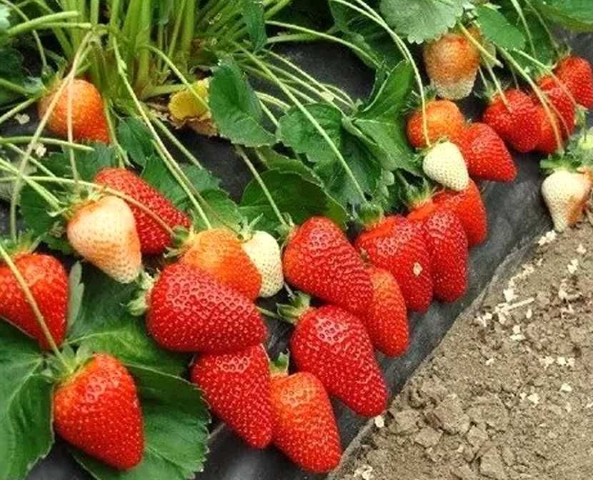 Купити розсаду полуниці з доставкою по Україні від виробника фріго