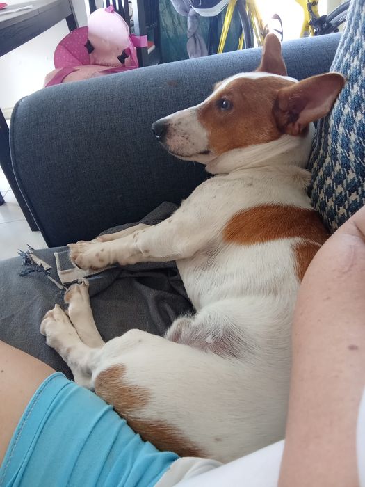 Da se arracado de Jack russel
