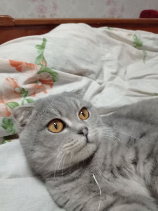 Віддам в добрі руки висловуху кицю