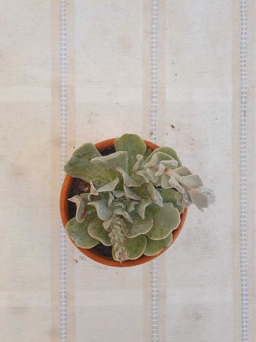 Planta - Echeveria nichi
