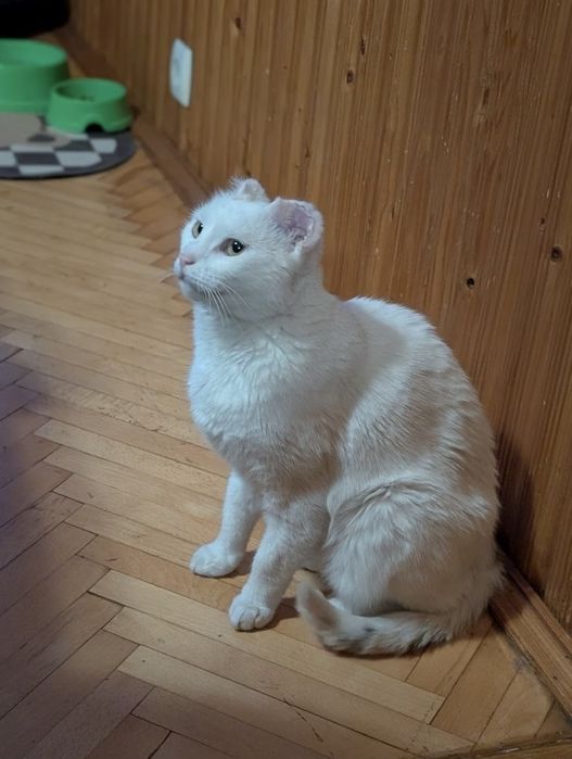 Кішка Плямка шукає дім