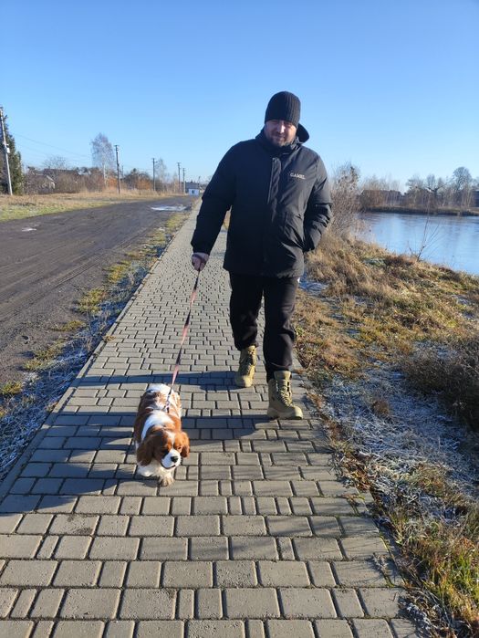 Кавалер Кінг Чарльз Спаніель - в'язка. Має док. КСУ