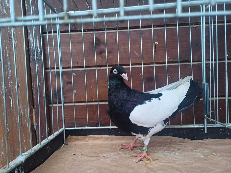 Sroka krakowska samiec