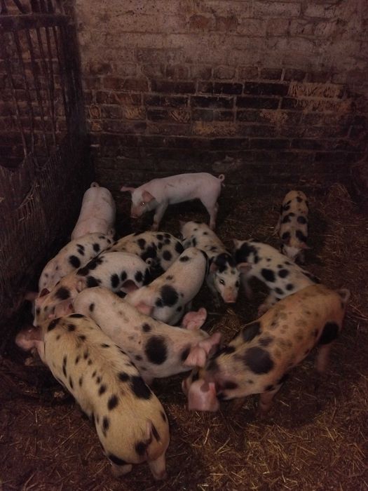 Продам поросят п