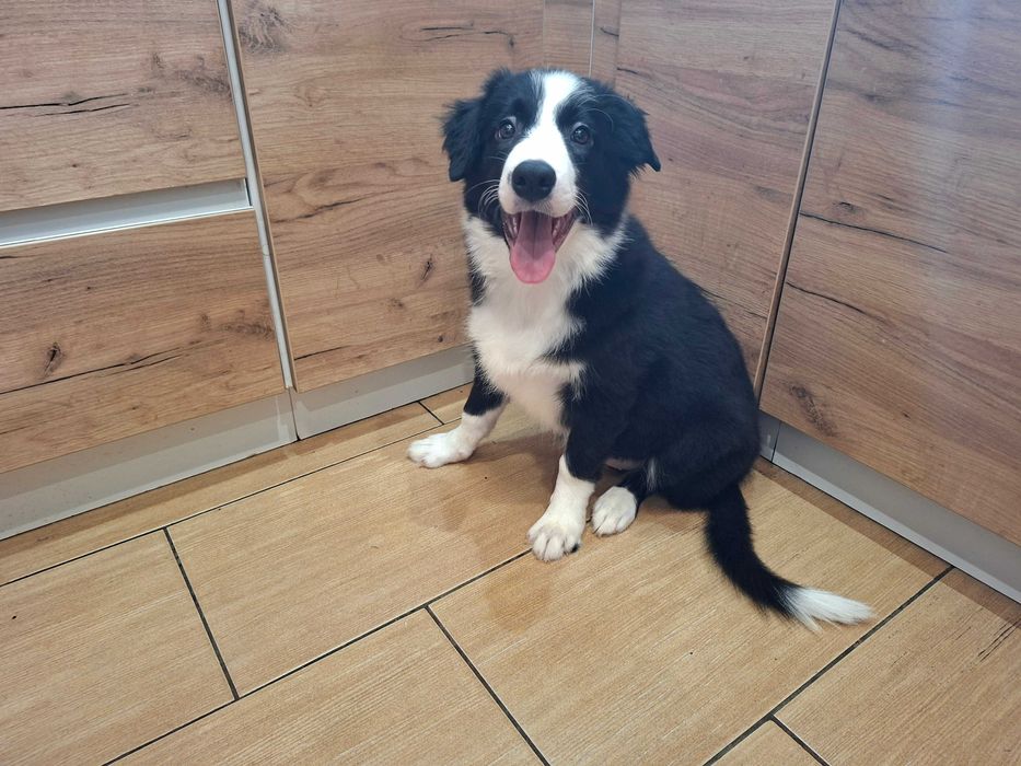 Border Collie piesek czarno -biały szczeniak wyjątkowy