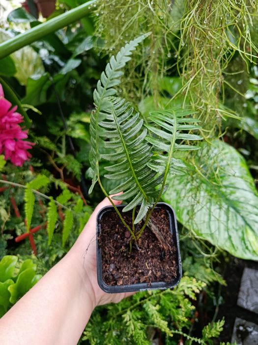 Папороть davalia pectinata