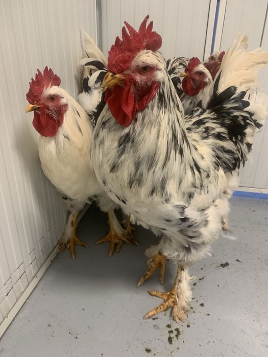 Galinhas Exóticas, Pintos e Ovos Azuis