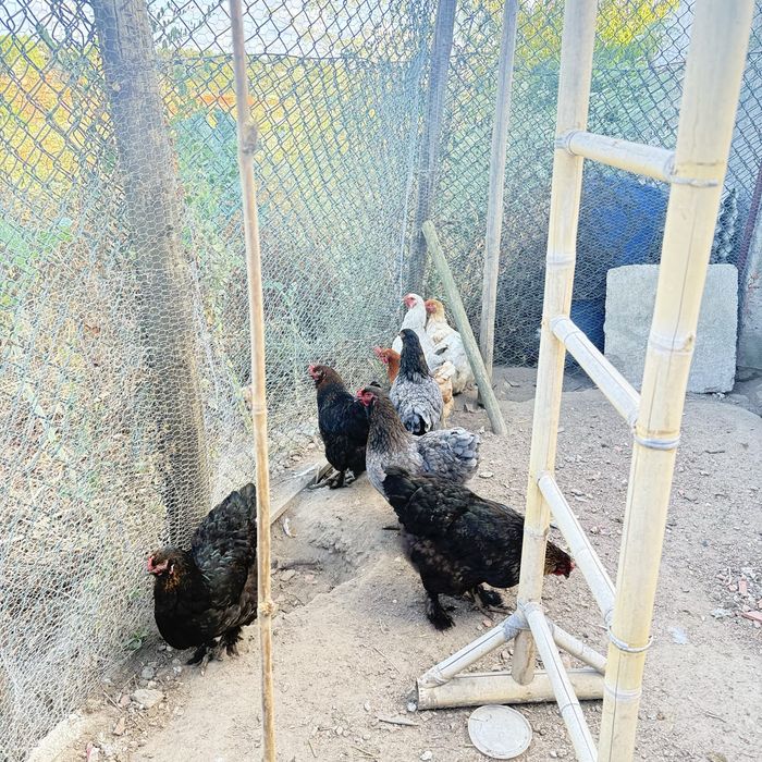 galinhas Brahmas