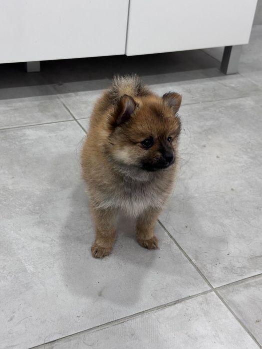 Spitz alemão macho  anão