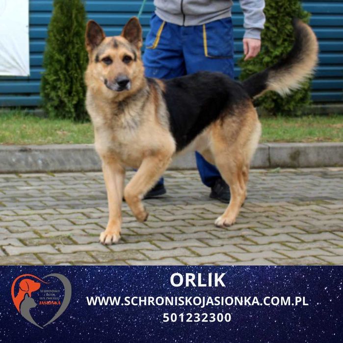owczarek  niemiecki  Orlik w schronisku jasionka aktualne