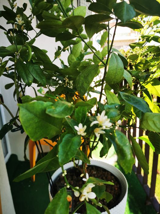 Citrus Calamondin, pomarańcza