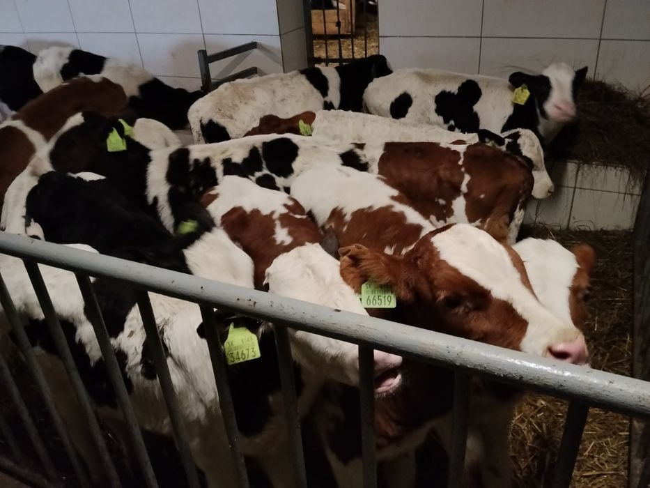 Ładne Byczki Cielaki