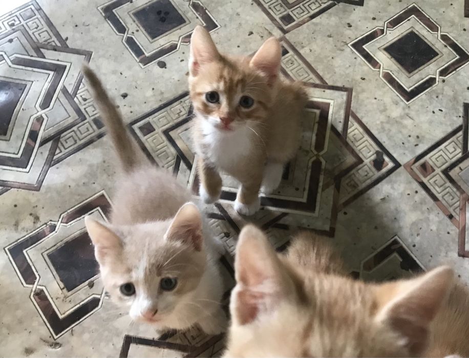 віддам в добрі руки жидачівський район, львівська область