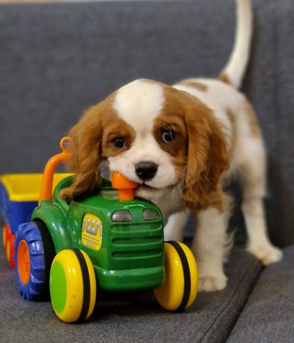 Хлопчик Кавалер Кінг Чарльз спаніель  3 міс  ,FCI